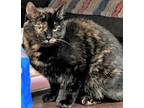 Adopt Trixie a Brown Tabby Domestic Shorthair / Mixed Breed (Medium) / Mixed