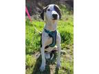 Adopt Enzo a White - with Black Boxer / Labrador Retriever / Mixed dog in San