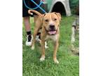 Adopt Mikey a Tan/Yellow/Fawn Shar Pei / Mixed Breed (Medium) / Mixed (short