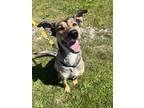 Adopt Nora a Brown/Chocolate - with Black Coonhound (Unknown Type) / Husky /