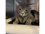 Adopt VCR a Domestic Shorthair / Mixed cat in Rocky Mount, VA (39113054)