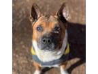 Adopt Chilly a Shar Pei / Mixed dog in Rocky Mount, VA (39102423)