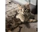 Adopt Stormy a Domestic Shorthair / Mixed cat in Rocky Mount, VA (39102422)