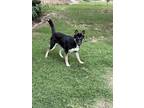 Adopt Lola a Tricolor (Tan/Brown & Black & White) Australian Kelpie / German