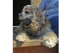 Adopt Waldo a Brown/Chocolate - with White King Charles Spaniel / Cocker Spaniel