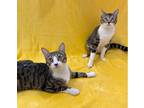 Adopt Doc and Clyde a Brown Tabby Domestic Shorthair (short coat) cat in Manitou