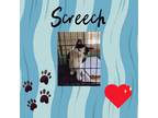 Adopt Screech a Black & White or Tuxedo Domestic Shorthair (short coat) cat in