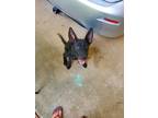 Adopt Lady a Black Labrador Retriever / Mixed dog in Bonifay, FL (39259822)