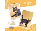 Adopt Stella a Gray or Blue Domestic Shorthair / Mixed Breed (Medium) / Mixed
