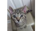 Adopt Rosie a Gray, Blue or Silver Tabby Tabby (short coat) cat in Clarksville