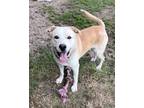 Adopt Percy a White - with Tan, Yellow or Fawn Labrador Retriever / Carolina Dog