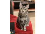 Adopt River a Brown Tabby Tabby / Mixed (medium coat) cat in Abilene