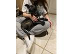 Adopt Blu a Black Labradoodle / Terrier (Unknown Type, Medium) / Mixed dog in