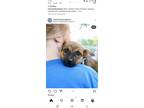 Adopt Ricky a Black - with Tan, Yellow or Fawn Mutt / Mixed dog in Murfreesboro
