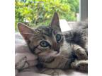 Adopt Trout a Brown Tabby Domestic Shorthair (short coat) cat in Eureka