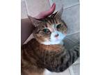 Adopt Flerken (CP) a Brown Tabby Domestic Shorthair (short coat) cat in