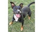 Adopt TIPPY a Black - with Tan, Yellow or Fawn American Pit Bull Terrier /