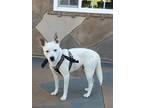 Adopt Andrew a White - with Black Cattle Dog / Bull Terrier / Mixed dog in Lake