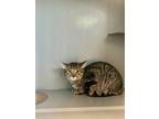 Adopt Ramsy a All Black Domestic Shorthair / Mixed Breed (Medium) / Mixed (short