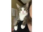 Adopt Clover a Gray, Blue or Silver Tabby American Shorthair / Mixed (short