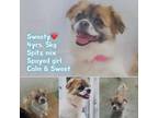 Adopt Sweety a White Spitz (Unknown Type, Small) / Mixed dog in Encino