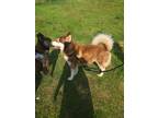 Adopt Jasper a Red/Golden/Orange/Chestnut Alaskan Malamute / Mixed dog in