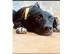 Adopt Ricki (Middle-East, ST) a Black - with White Vizsla / Labrador Retriever