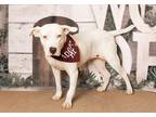 Adopt Callie a White Australian Shepherd / Labrador Retriever / Mixed dog in