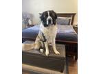 Adopt Apollo a Tricolor (Tan/Brown & Black & White) Great Pyrenees / Caucasian