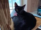 Adopt Freeway a All Black American Shorthair (short coat) cat in Lakeland