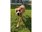 Adopt Jennie a Tan/Yellow/Fawn American Pit Bull Terrier / Mixed Breed (Medium)