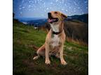 Adopt Chance a Tan/Yellow/Fawn Black Mouth Cur / Mixed Breed (Medium) / Mixed