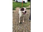 Adopt Dixie a White American Staffordshire Terrier / Mixed dog in Metamora