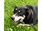 Adopt October a Black - with White Labrador Retriever / Australian Shepherd /