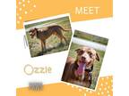 Adopt Ozzie a Brown/Chocolate Mixed Breed (Small) / Mixed Breed (Medium) / Mixed