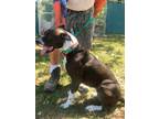 Adopt Sweetness a Brown/Chocolate - with White American Pit Bull Terrier / Mixed