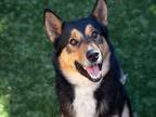Adopt Tomas a Tricolor (Tan/Brown & Black & White) Siberian Husky / Australian