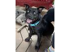 Adopt Opal a Black Australian Kelpie / American Staffordshire Terrier / Mixed