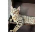 Adopt Roger a Brown Tabby Domestic Shorthair (short coat) cat in Greensburg