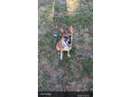 Adopt Bruno a Brown/Chocolate - with White Podengo Portugueso / Basenji / Mixed