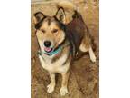 Adopt Boomer a Brown/Chocolate - with Black Husky / German Shepherd Dog / Mixed