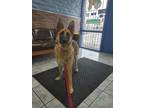 Adopt Luna 3 a Black - with Tan, Yellow or Fawn German Shepherd Dog / Mixed dog