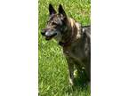 Adopt Gretchin a Gray/Blue/Silver/Salt & Pepper Norwegian Elkhound / Mixed Breed