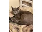 Adopt Keri a Russian Blue / Mixed (short coat) cat in Hammond, LA (39209962)