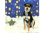 Adopt Bernie K34 9-7-23 a Black Rottweiler / Mixed Breed (Medium) / Mixed (short