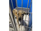 Adopt step a Brindle American Pit Bull Terrier dog in Whiteville, NC (39208504)
