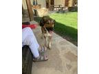 Adopt Dolly (SC) a Great Pyrenees dog in San Angelo, TX (39202725)