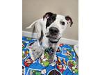 Adopt Diesel Mechanic a White - with Black Great Dane / Pit Bull Terrier / Mixed