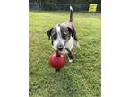 Adopt Brindle a Brindle - with White Catahoula Leopard Dog / Labrador Retriever