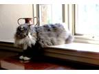 Adopt Bonded pair, Clooney & Sophie a Gray, Blue or Silver Tabby Maine Coon